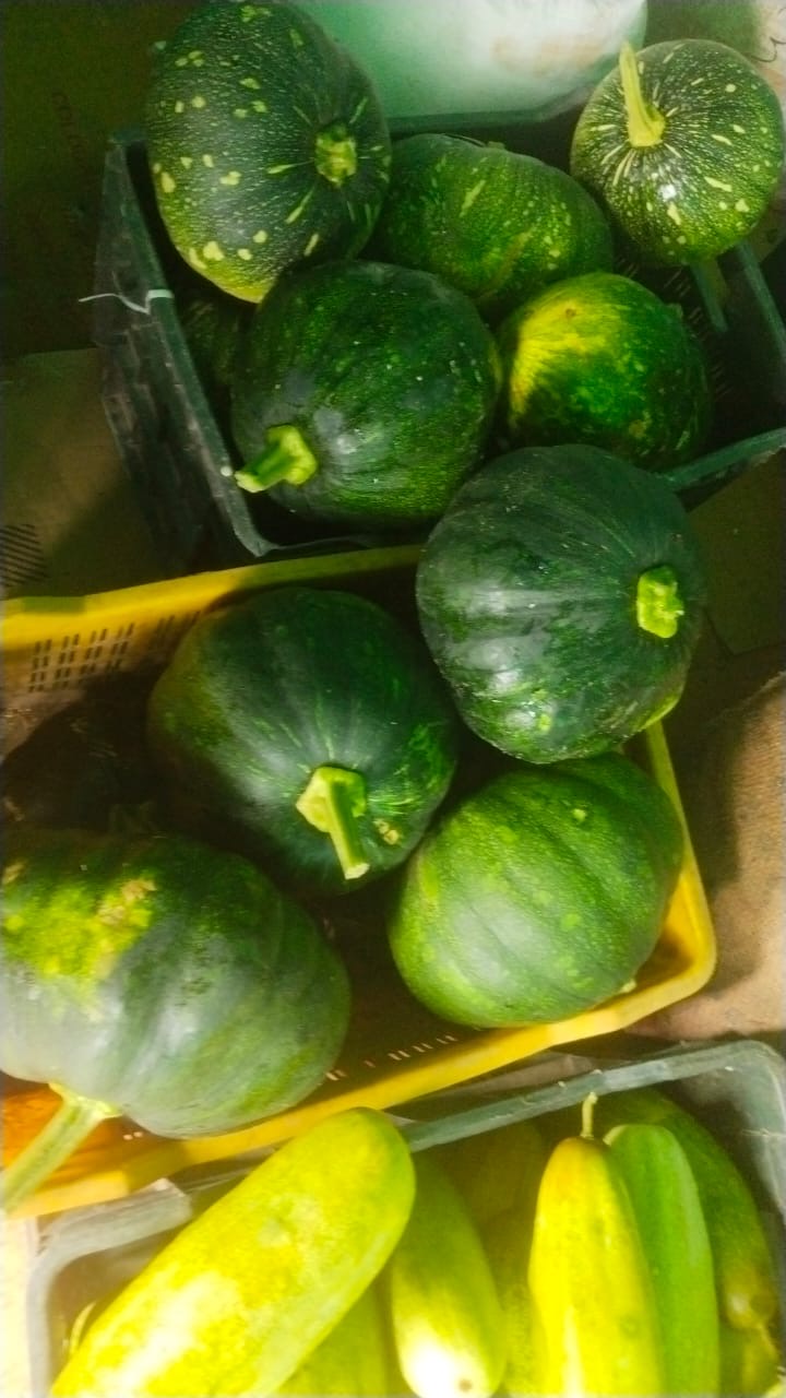 Himalayan Pumpkin