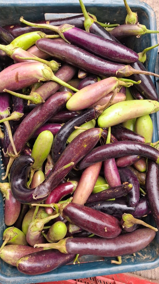 Himalayan Brinjal