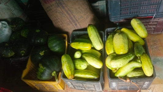 Himalayan Cucumbers
